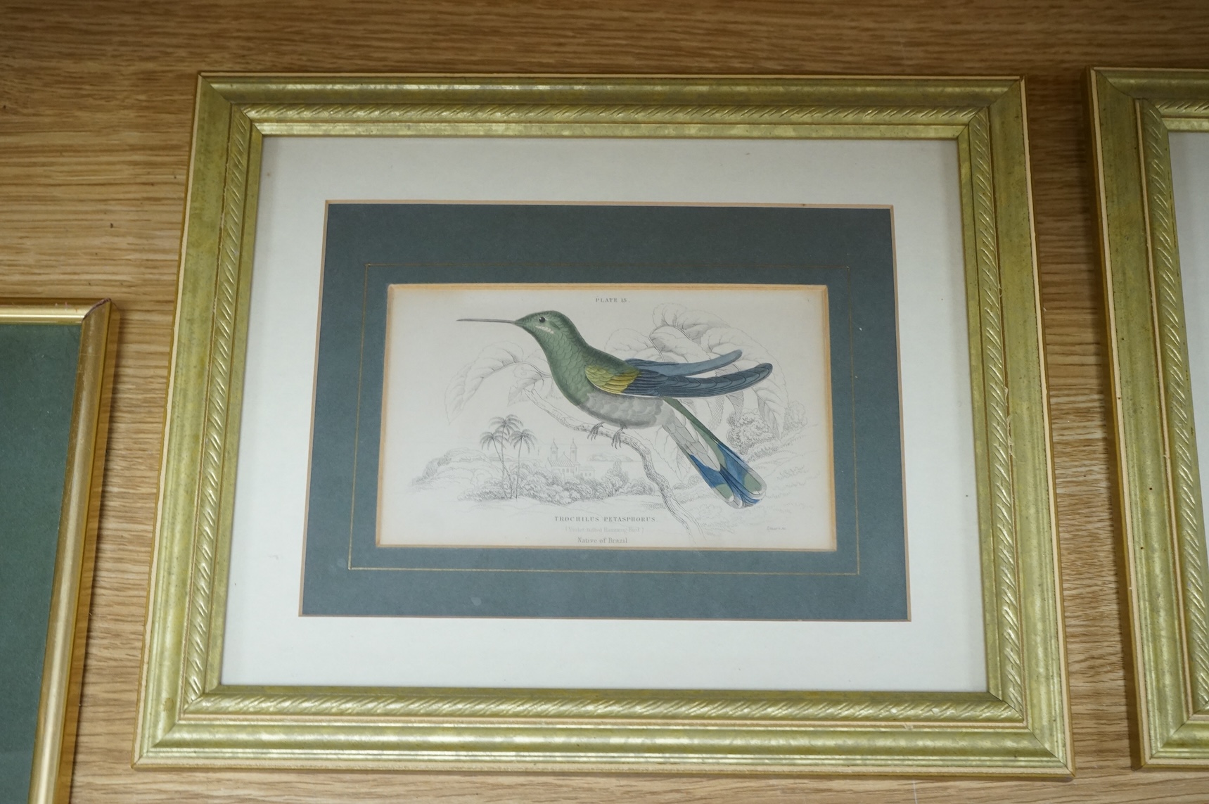 Sir William Jardine (1800-1874), ‘Jardine Hummingbirds’ to include White Striped Hummingbird and Purple Hummingbird, twelve colour plates, 9 x 14cm